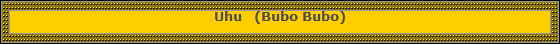Uhu   (Bubo Bubo)